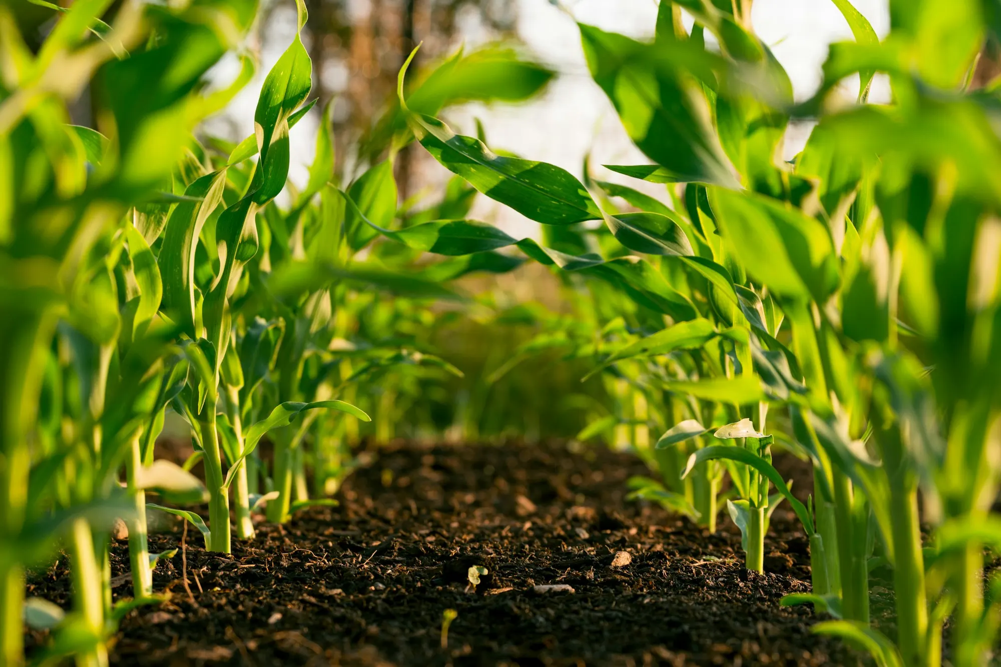 Hileras de cultivo de maíz en crecimiento.